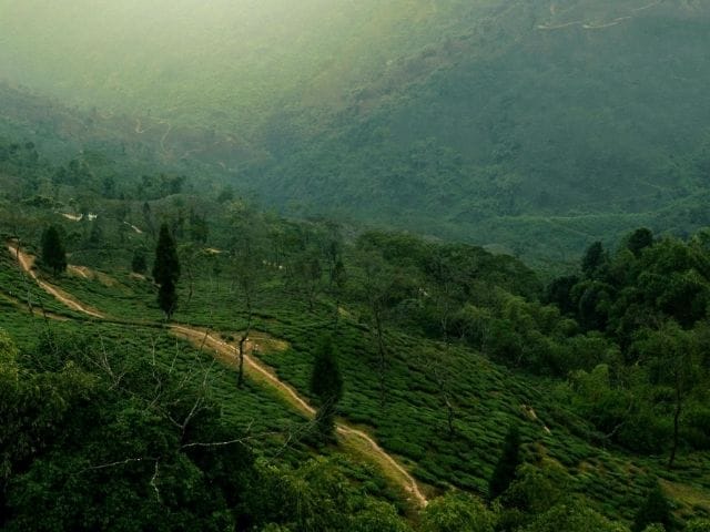 Makaibari Tea Estate, Darjeeling:
One of the oldest estates in Darjeeling, Makaibari pioneered organic and biodynamic practices. The misty slopes here offer timeless charm and complex, aromatic teas.