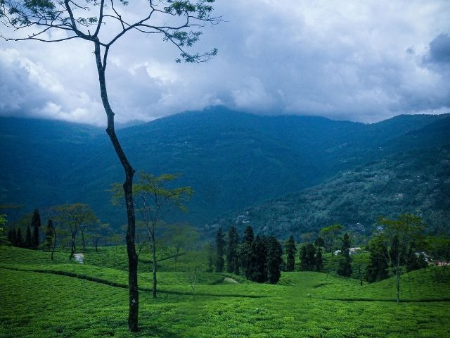 Glenburn Tea Estate, Darjeeling:
Founded by Scottish planters, Glenburn sits facing the Kanchenjunga peaks. It offers not only handcrafted teas but also a luxurious stay among panoramic views.