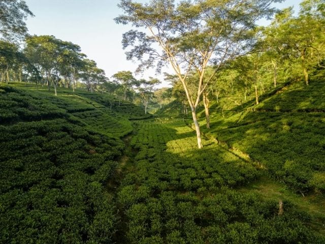 Nilgiri Tea Estate, Tamil Nadu:
Often overlooked for Assam or Darjeeling, Nilgiri produces fragrant teas at high altitudes. Surrounded by green slopes, it remains one of India's underrated plantations.