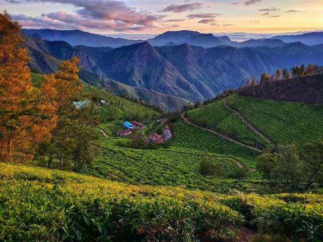 Kolukkumalai Tea Estate, Tamil Nadu:
Said to be the highest tea plantation in the world, Kolukkumalai is known for its rugged mountain roads, misty peaks and artisanal teas made the traditional way.