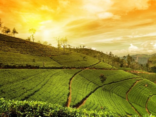 8 Tea Estates In India That Serve Views As Strong As Their Chai