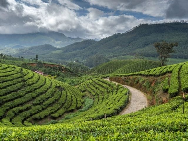 8 Tea Estates In India That Serve Views As Strong As Their Chai