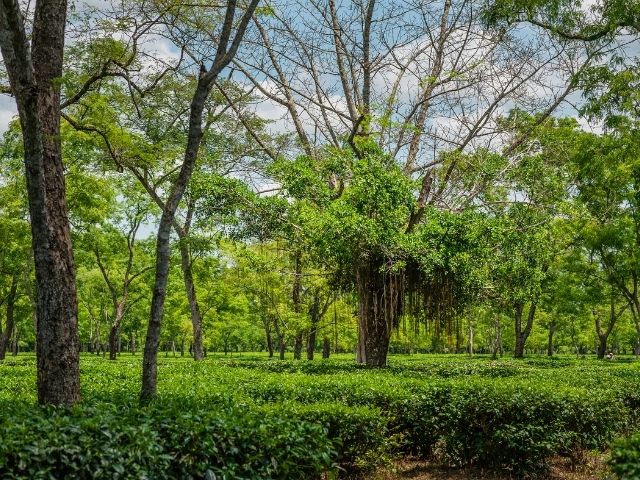 Jorhat Tea Bungalow, Assam:
Known as the 'Tea Capital of the World', Jorhat offers heritage stays and views of vast green fields. It brings guests closer to Assam's proud tea-making tradition.