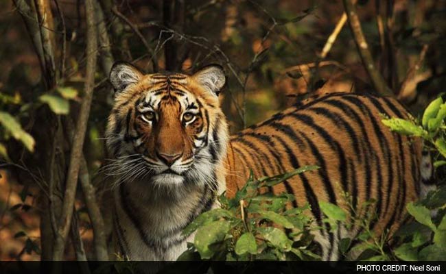 On World Tiger Day, Think About This, India