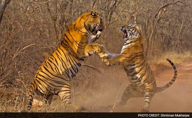 On World Tiger Day, Think About This, India