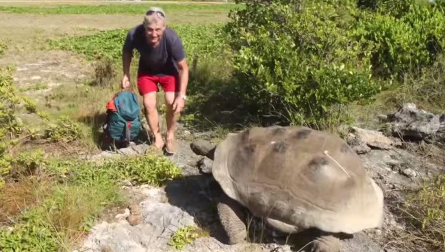 World's Slowest Chase: What Happens When You Interrupt Mating Tortoises