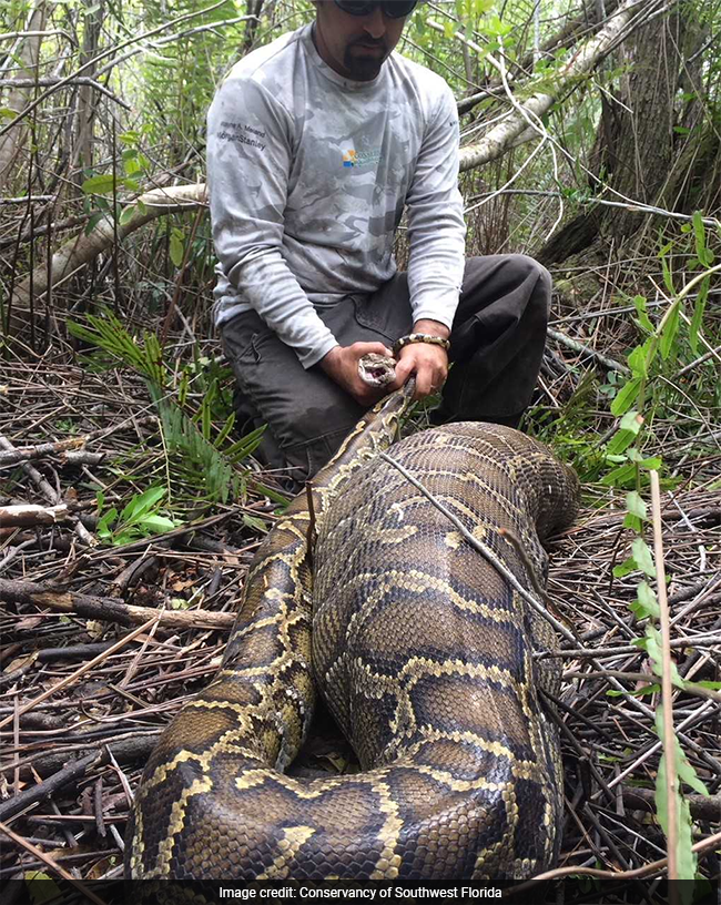 11-Foot Python Devours Deer Heavier Than Itself. Pics Not For The Weak