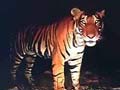 महाराष्ट्र : बाघ के शिकारियों को देखते ही गोली मारने के आदेश