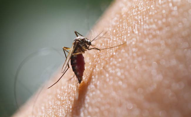 How To protect Yourself From Dengue, Chikungunya: Here's All You Need To Know