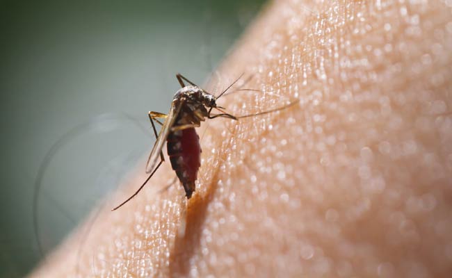 WHO Confirms Zika Virus Cases In India: Govt Keeping Close Watch