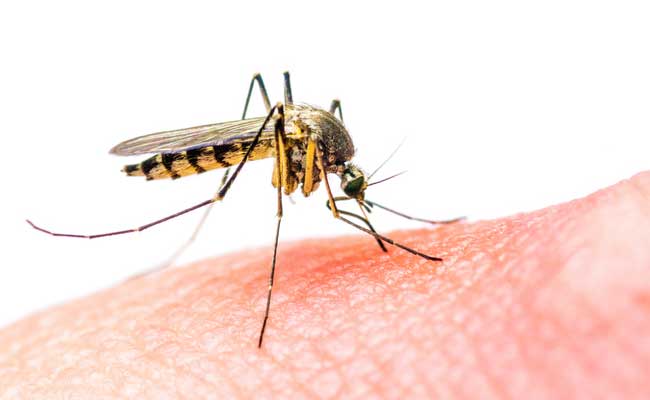 What Is Zika Virus? Here's What You Should Know