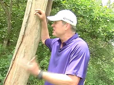 What differentiates Dean Jones and Tom Moody