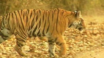 Video : Should wildlife tourism be banned? Supreme Court to hear plea