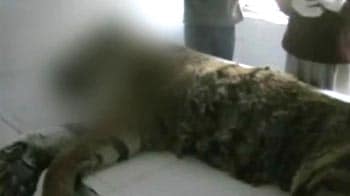Video : India's last Siberian tiger dies