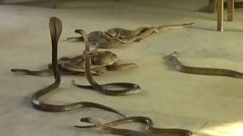 Video : Man unleashes snakes upon corrupt govt office
