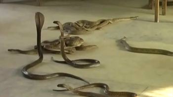 Man unleashes snakes upon corrupt govt office