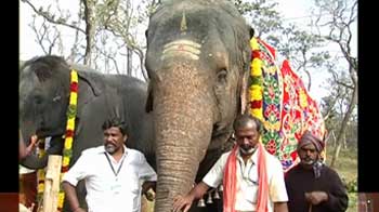 Video : Tamil Nadu temple elephants on vacation