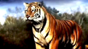 सेव अवर टाइगर मुहिम का दूसरा साल