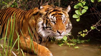 Tadoba: Rapid Response Units bought to save tigers