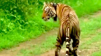 Video : Sariska: Special units to rebuild tiger population