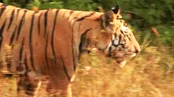 Video : Panna: The promise of tiger revival