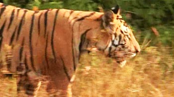 Panna: The promise of tiger revival