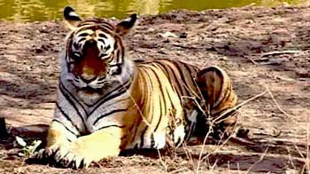 Video : Tigers: Still in Hiding?