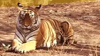 Video : गोवा में भी हैं बाघ!