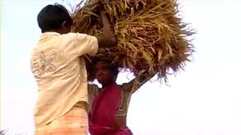 Video : Women farmers who commit suicide ignored by state