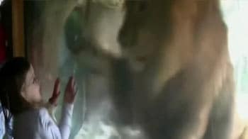 Video : Yikes! Lion tries to attack three-year-old at zoo