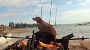 Video : Scared dog found swimming after owner killed by drunk driver