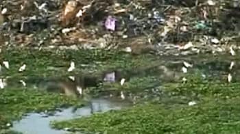 Chennai lakes being used as dump-yards