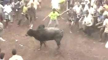 Video : Jallikattu festival in Tamil Nadu in full swing despite Centre's ban on bull fighting