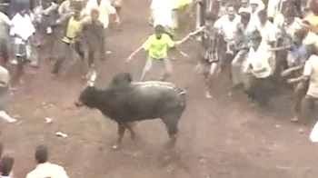 Jallikattu festival in Tamil Nadu in full swing despite Centre's ban on bull fighting