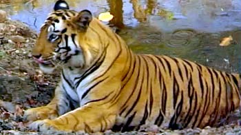 Goa looks to rise above dubious green record