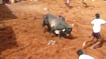 Should Jallikattu be banned? Should Jallikattu be banned?