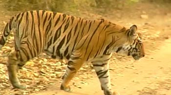 Challenges for Corbett Tiger Reserve