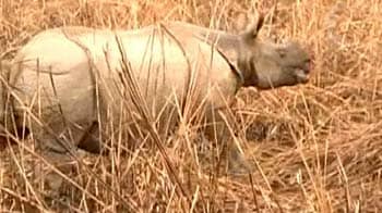 Video : Kaziranga: Not just about the one horned rhino