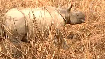 Kaziranga: Not just about the one horned rhino Kaziranga: Not just about the one horned rhino