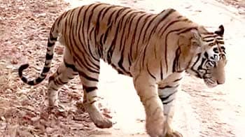 Videos : बाघों से जुड़े पर्यटन का फायदा