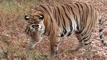 Video : Tiger tourism: A goldmine?