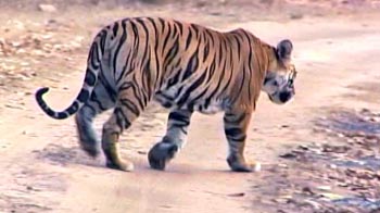 Corbett: Tiger conservation faces issue of protected areas
