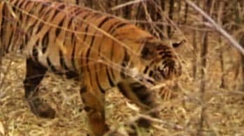 Videos : कॉर्बेट के बाघों को चाहिए ज्यादा जगह