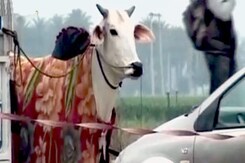 बैलगाड़ी दौड़ पर प्रतिबंध का विरोध बैलगाड़ी दौड़ पर प्रतिबंध का विरोध