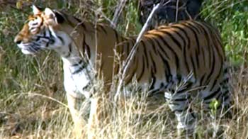 भारत की मशहूर बाघिन है 'मछली'
