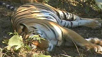Video : Pench: Meet Collarwali; the celebrity tigress
