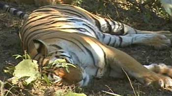 Pench: Meet Collarwali; the celebrity tigress