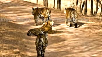 Ranthambore: The legend of Machali Ranthambore: The legend of Machali