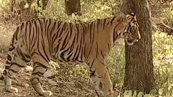 Rare Malayan Tiger Cubs Born At Prague Zoo. Pics Will Melt Your Heart