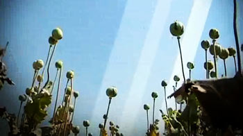 नशे की खेती नशे की खेती